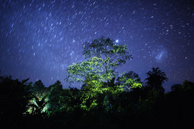 パプアニューギニア蛍（ホタル）の木