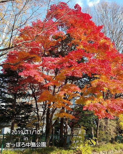 札幌の紅葉