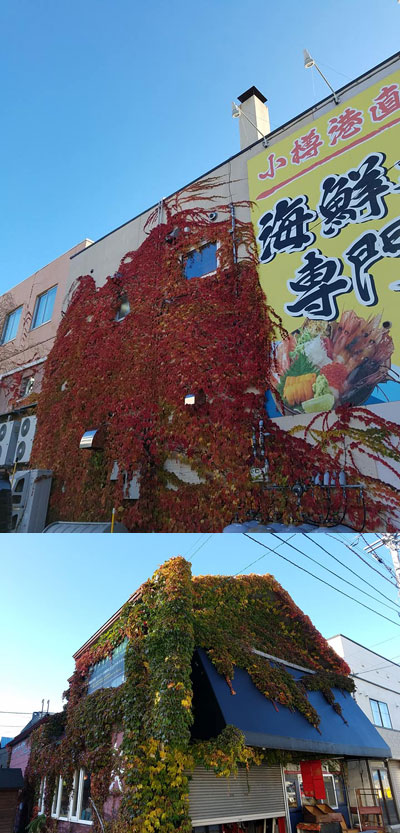 港町小樽の秋風景