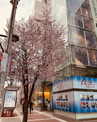 桜前線 in 北海道