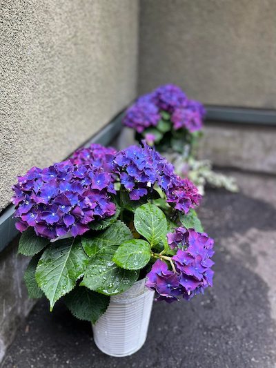 玄関先に飾った紫陽花♪