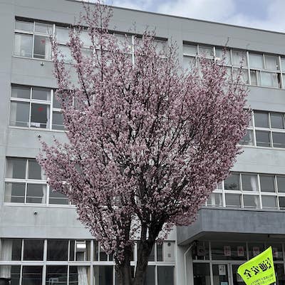 北海道の桜前線情報