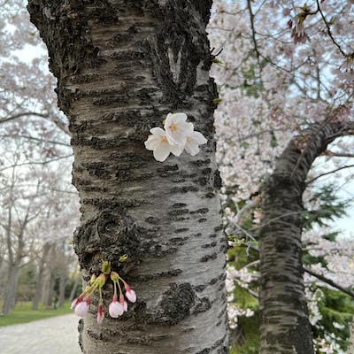 さっぽろ中島公園の桜が