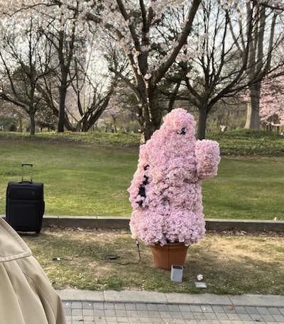 さっぽろ中島公園の桜が